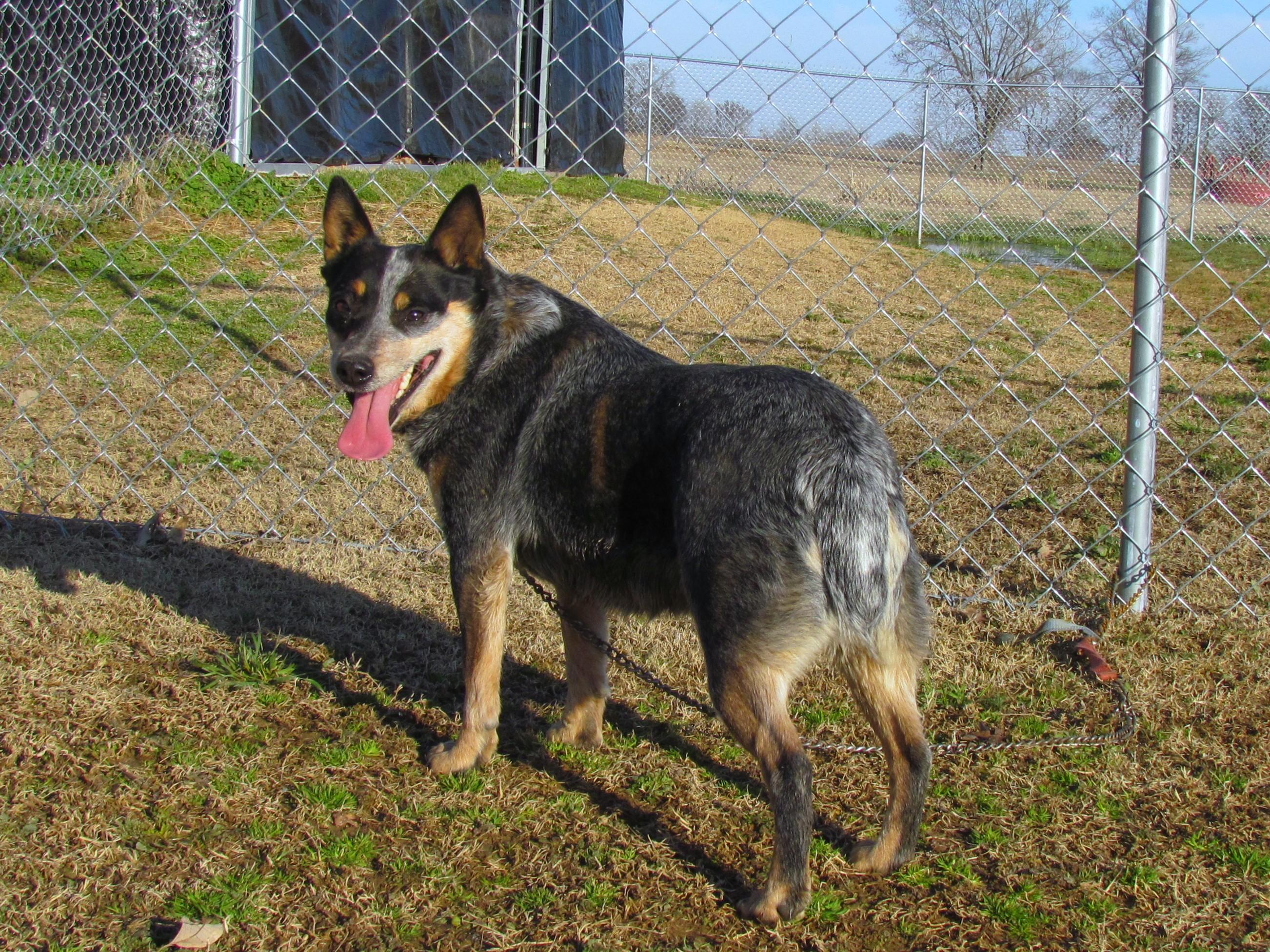 WINDY, Adoptable, Adult Female Australian Cattle Dog / Blue Heeler.