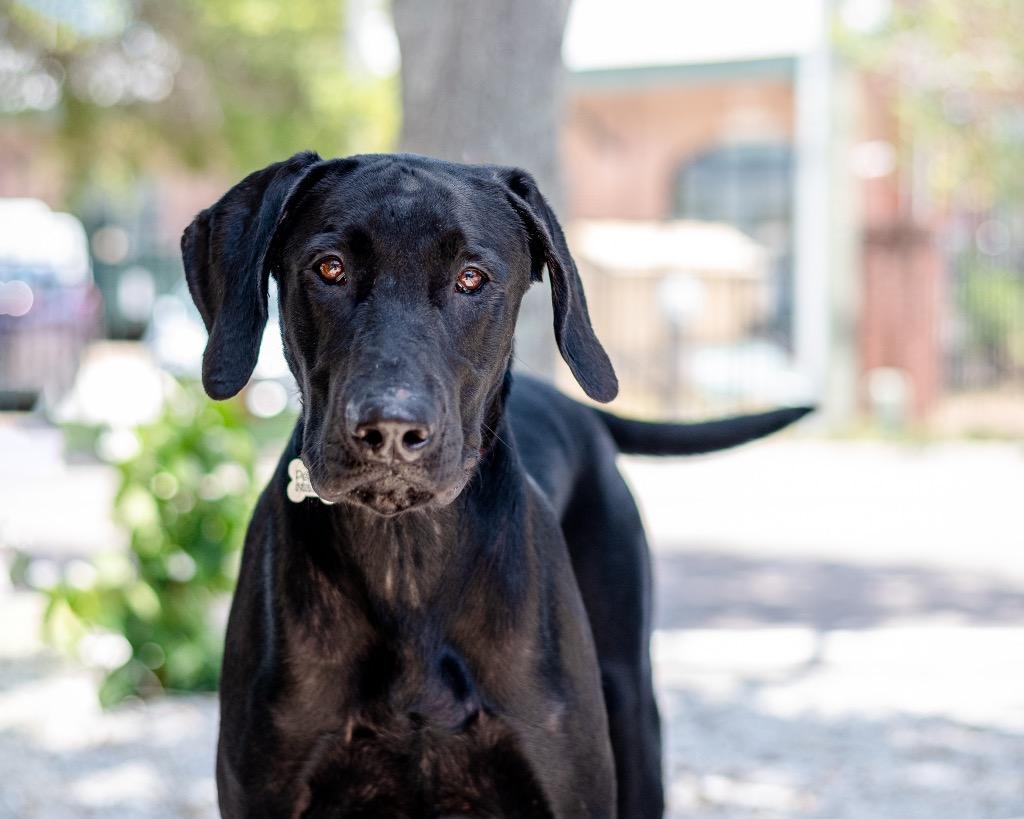 Huey, Adoptable, Young Male Labrador Retriever.