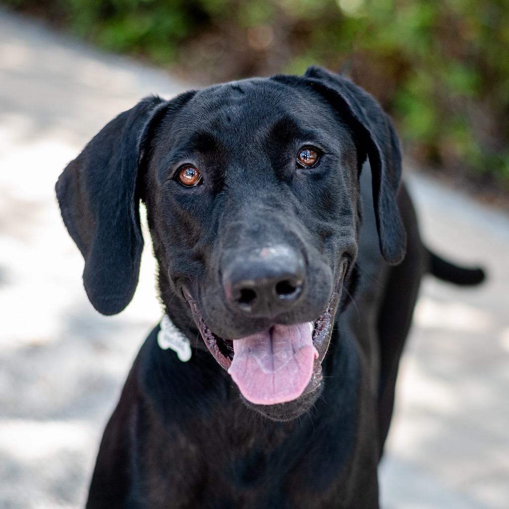 Huey, a Adoptable mixed breed in Saint Petersburg, FL image 1/2