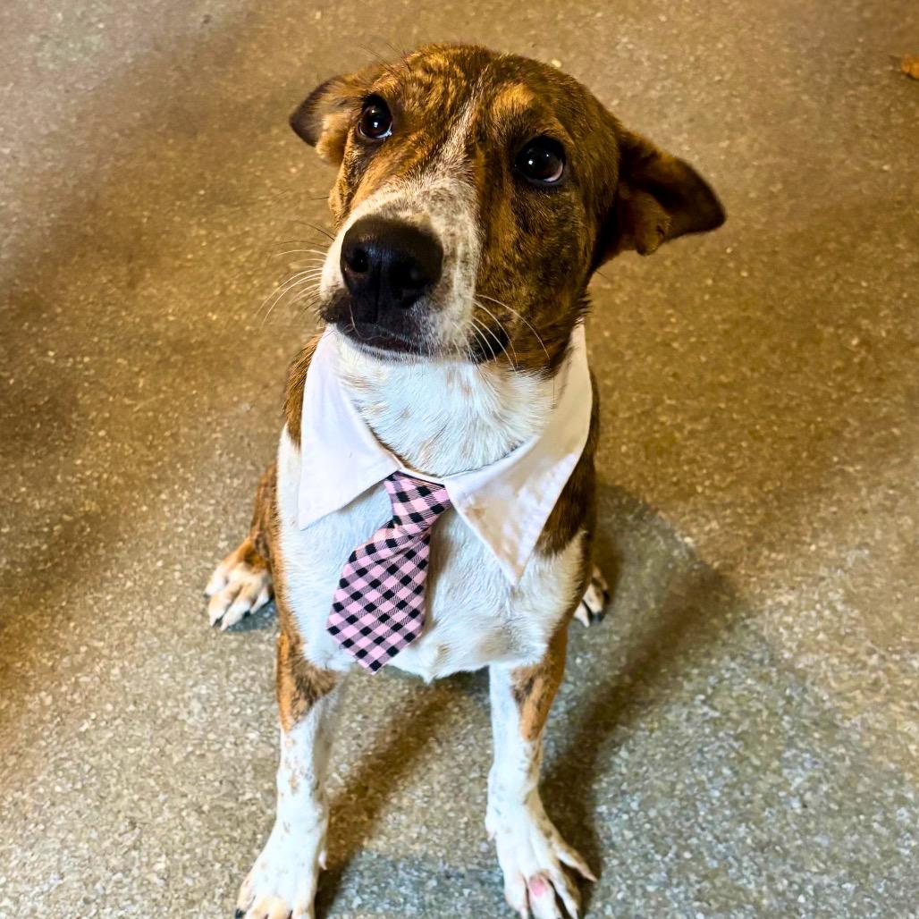 Diego, Adoptable, Young Male Cattle Dog & Mixed Breed.