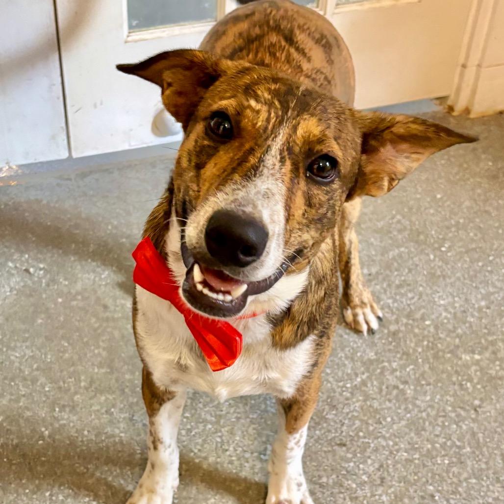 Enlarge Diego, a Adoptable mixed breed in Metamora, MI image 2/6