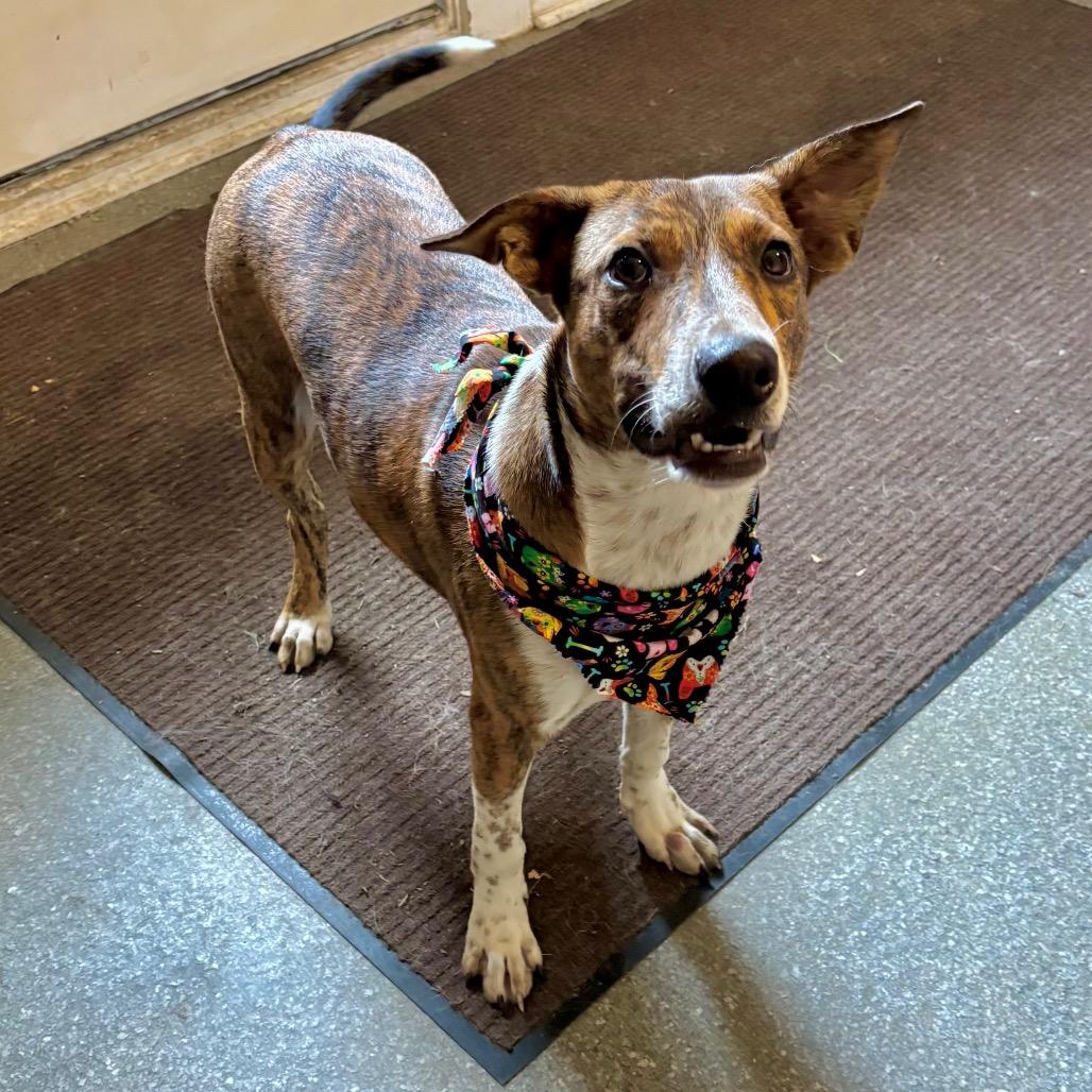 Enlarge Diego, a Adoptable mixed breed in Metamora, MI image 3/6