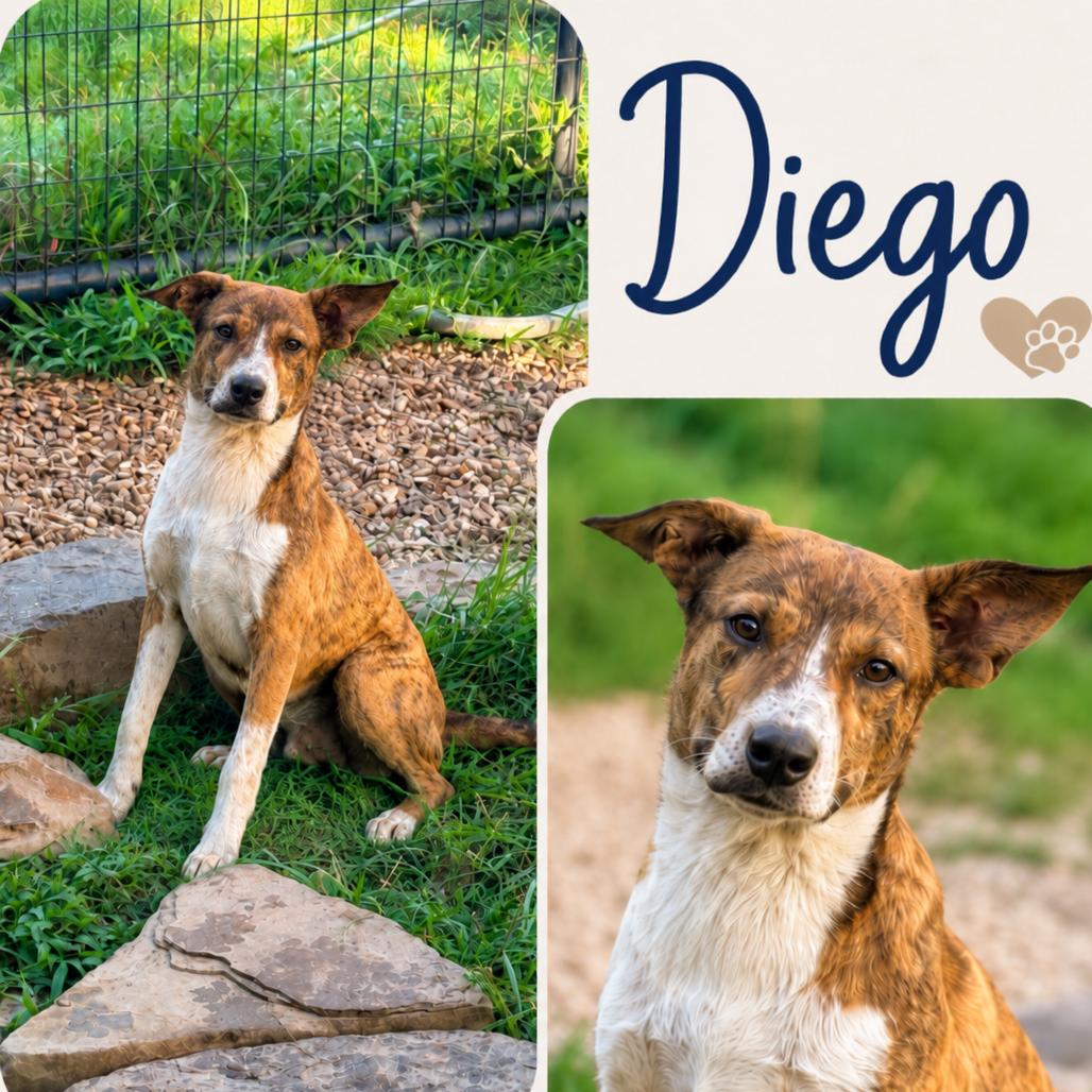 Enlarge Diego, a Adoptable mixed breed in Metamora, MI image 4/6