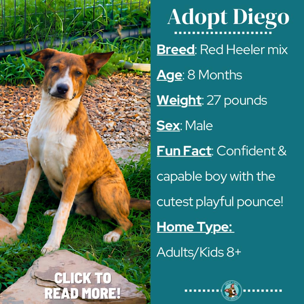 Enlarge Diego, a Adoptable mixed breed in Metamora, MI image 5/6