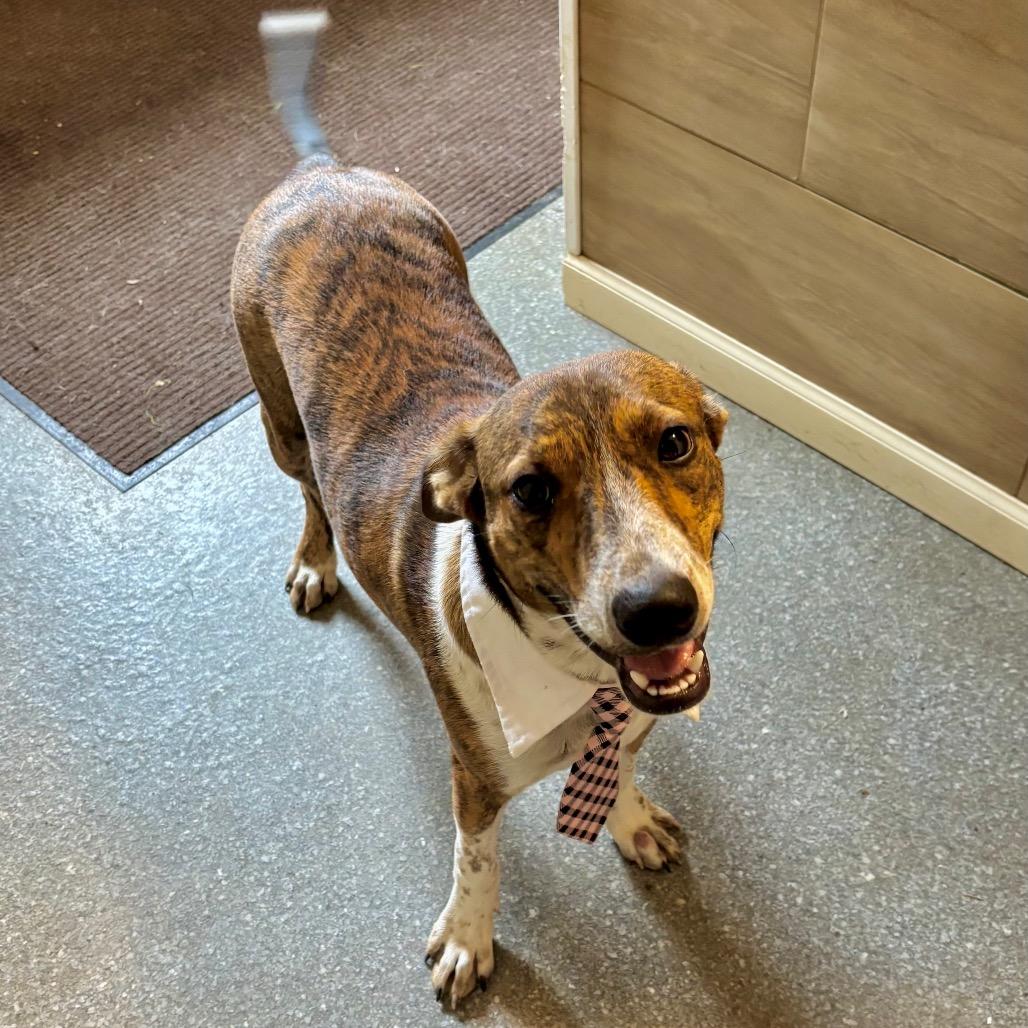 Enlarge Diego, a Adoptable mixed breed in Metamora, MI image 6/6