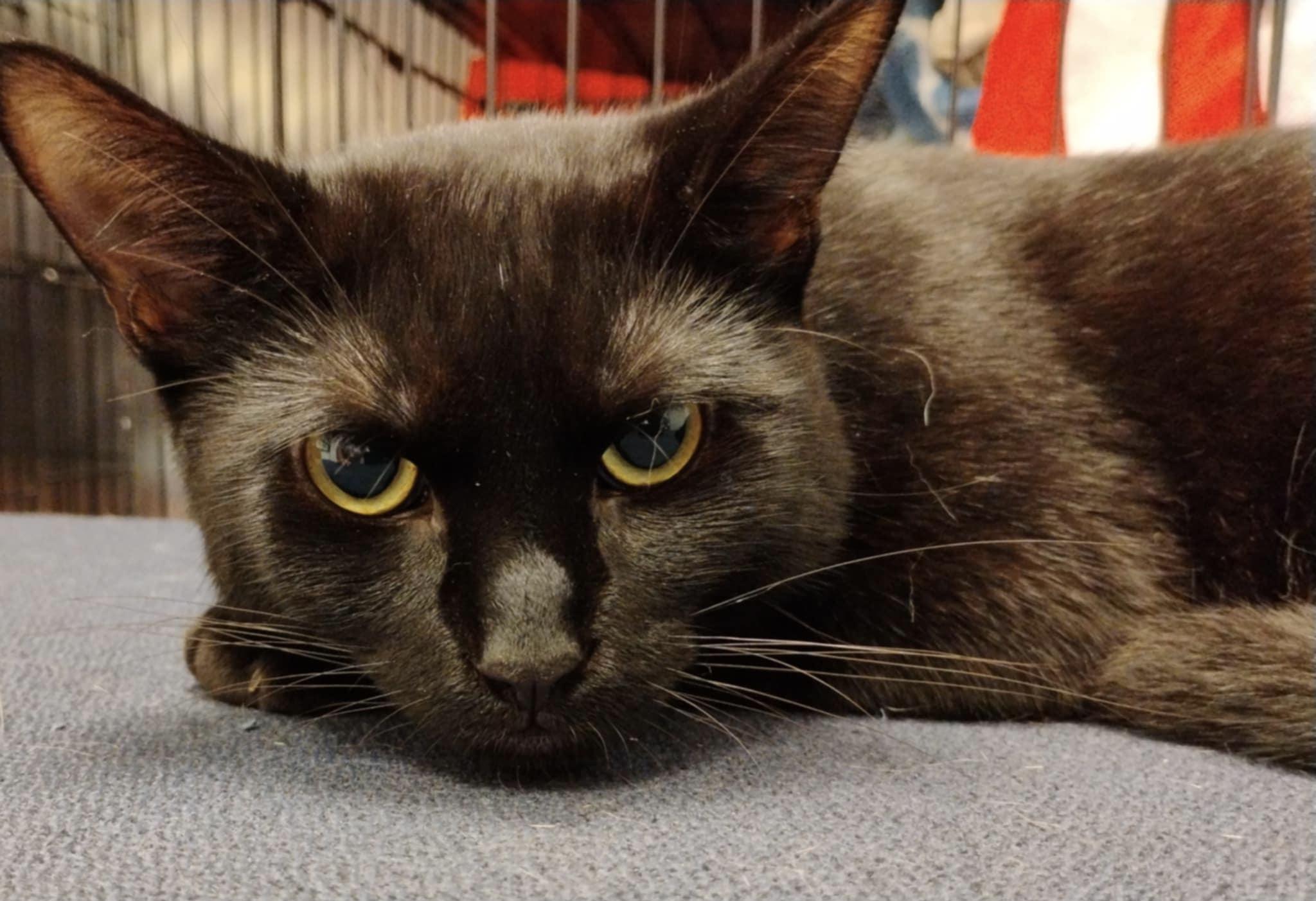 Enlarge Carson, a Adoptable Domestic Short Hair in staten island, NY image 1/1