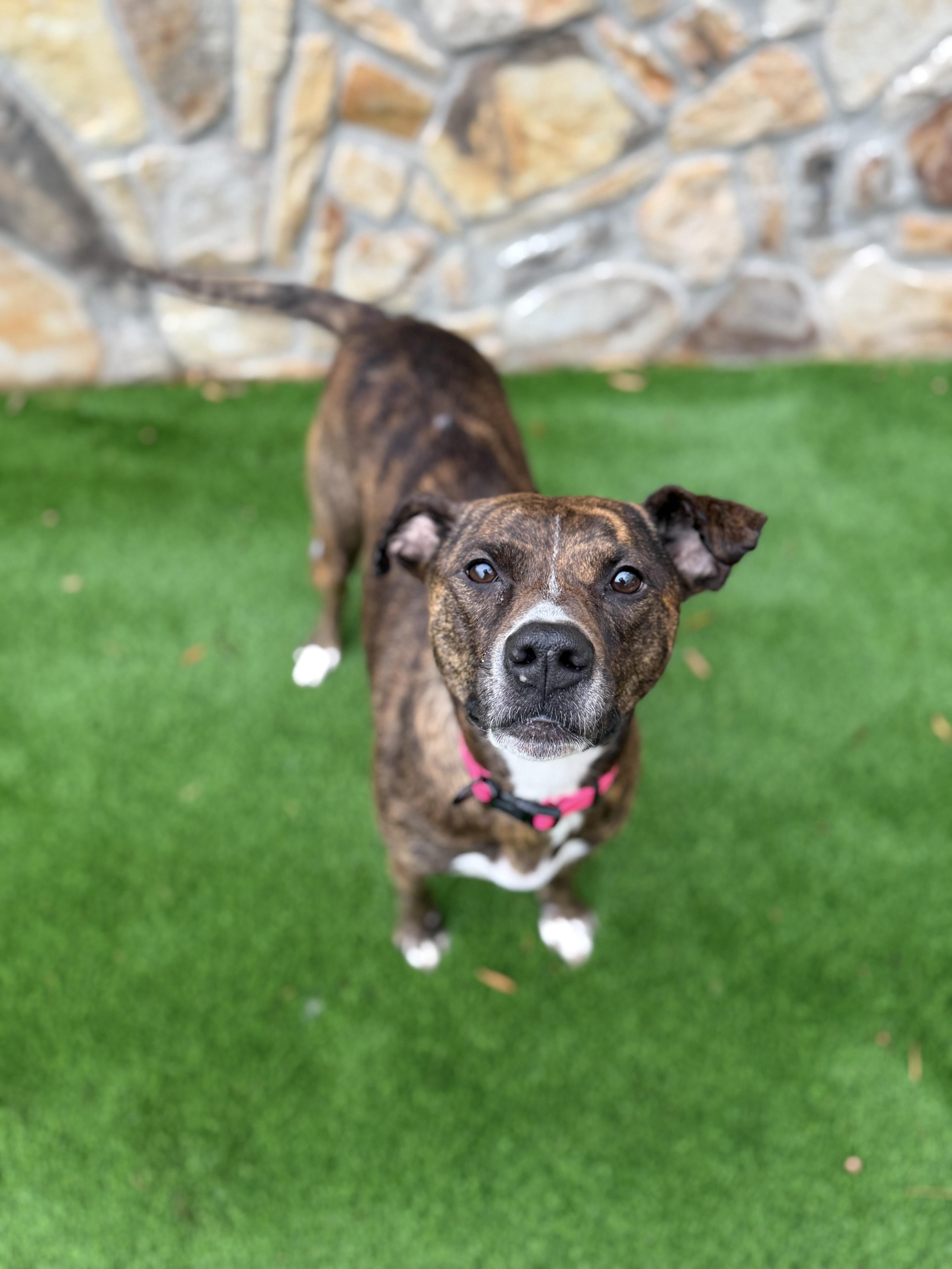 Enlarge Bailey , an adopted mixed breed in Salisbury, NC image 2/6