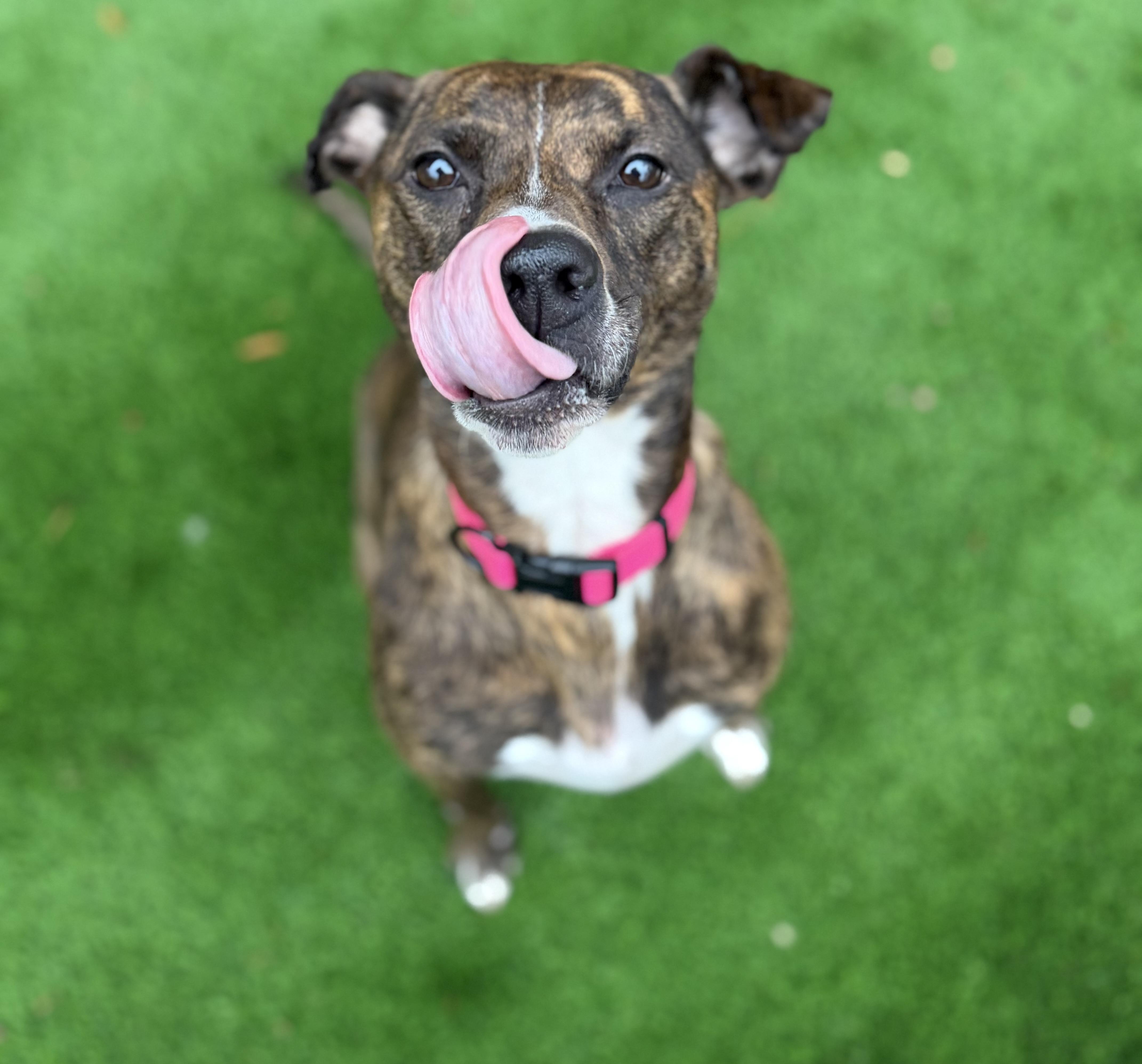 Enlarge Bailey , an adopted mixed breed in Salisbury, NC image 4/6