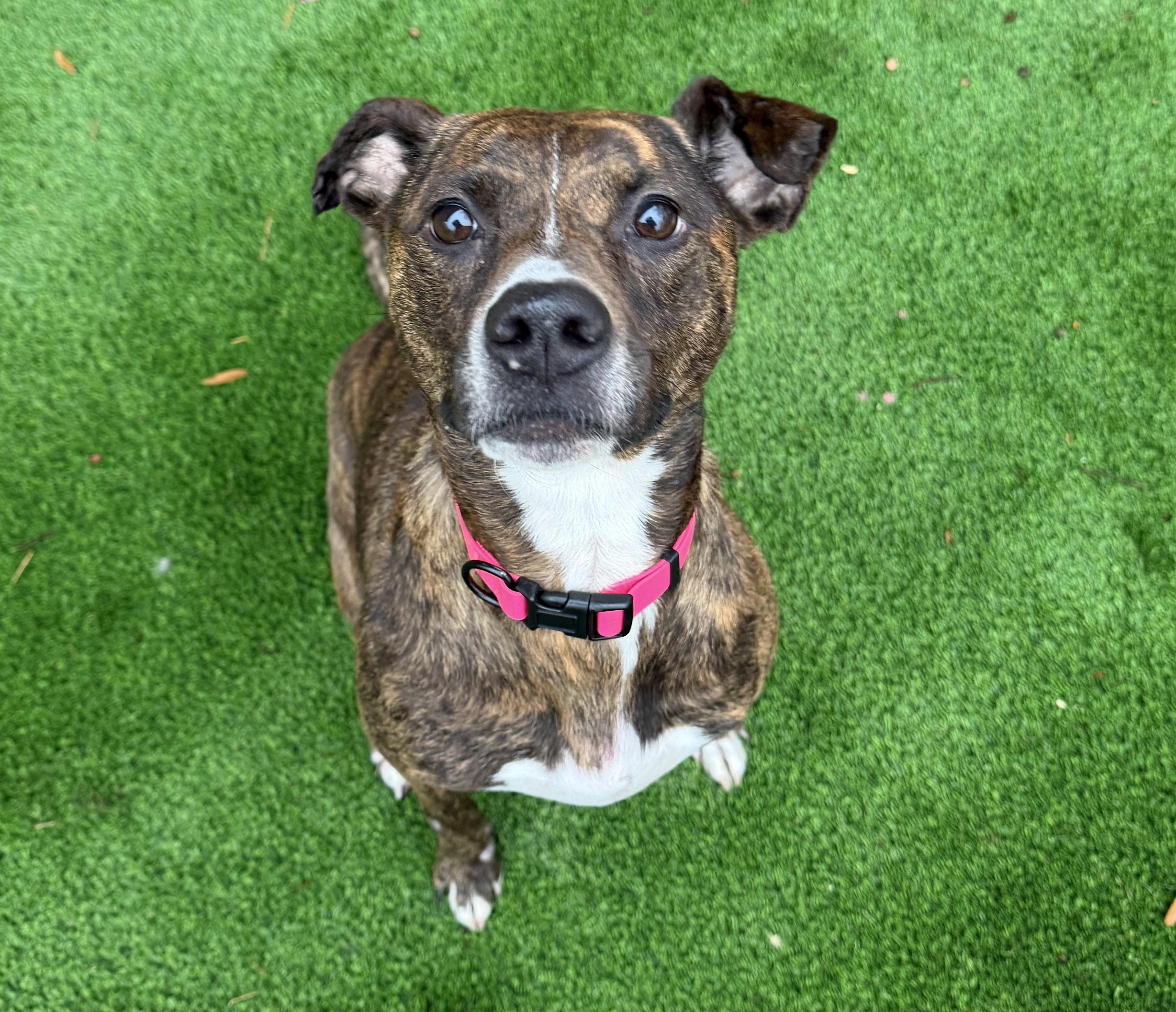 Enlarge Bailey , an adopted mixed breed in Salisbury, NC image 3/6