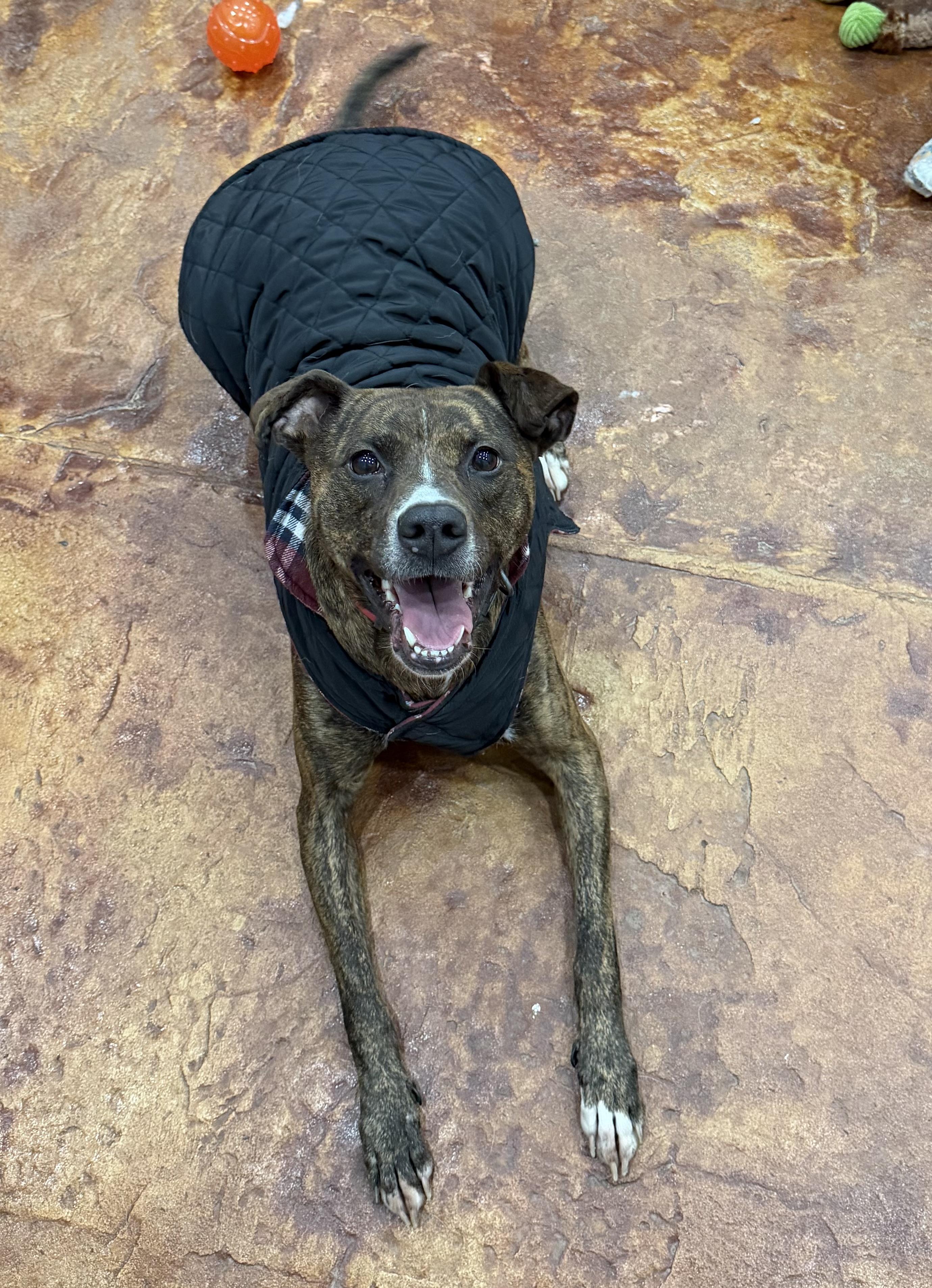 Enlarge Bailey , an adopted mixed breed in Salisbury, NC image 5/6