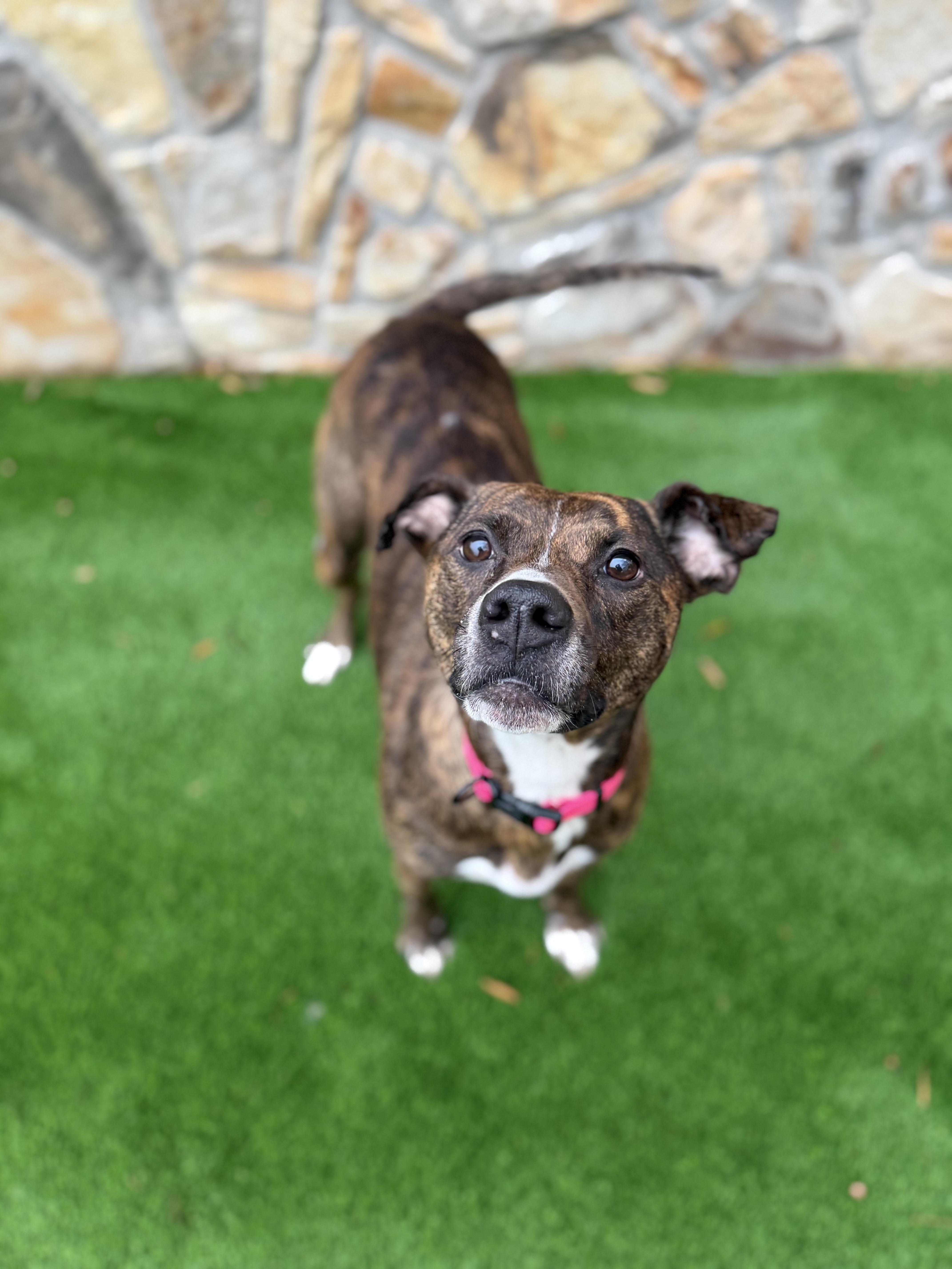 Bailey , adopted, Young Female Whippet.