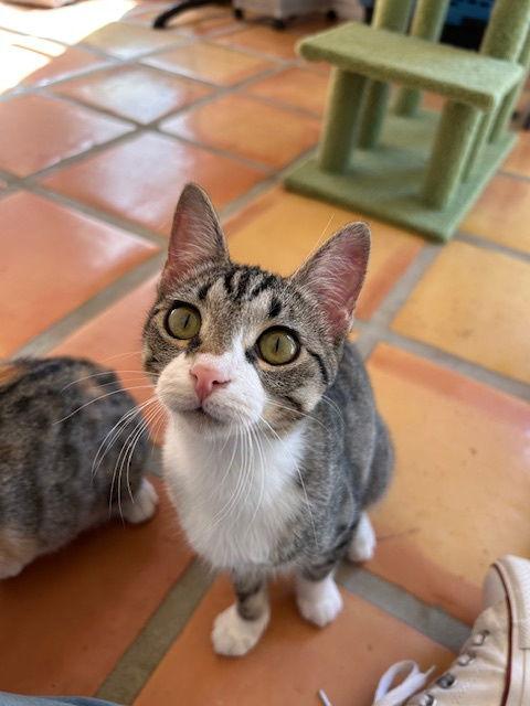 Enlarge Rei, a Adoptable Domestic Short Hair in Dripping Springs, TX image 1/3