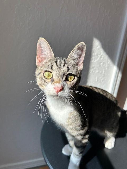 Enlarge Rei, a Adoptable Domestic Short Hair in Dripping Springs, TX image 2/3