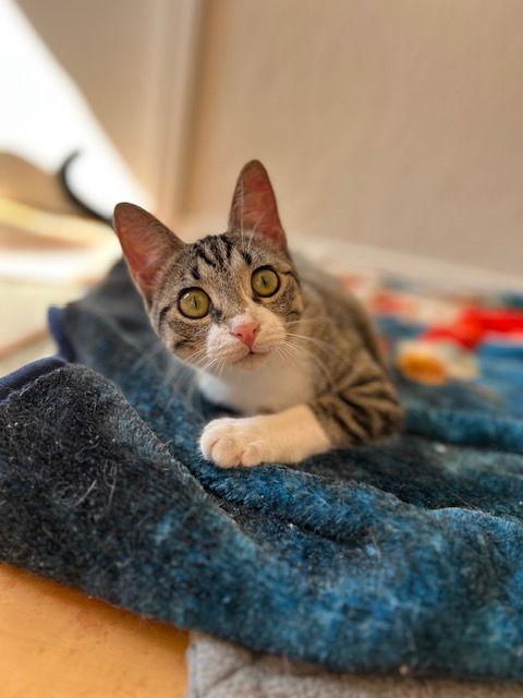 Enlarge Rei, a Adoptable Domestic Short Hair in Dripping Springs, TX image 3/3