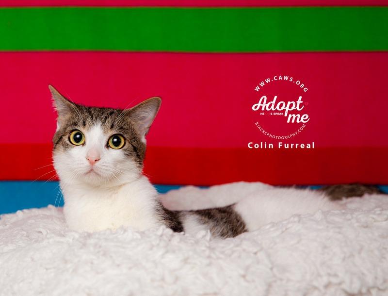 Enlarge Colin Furreal, a Adoptable mixed breed in Salt Lake City, UT image 2/2