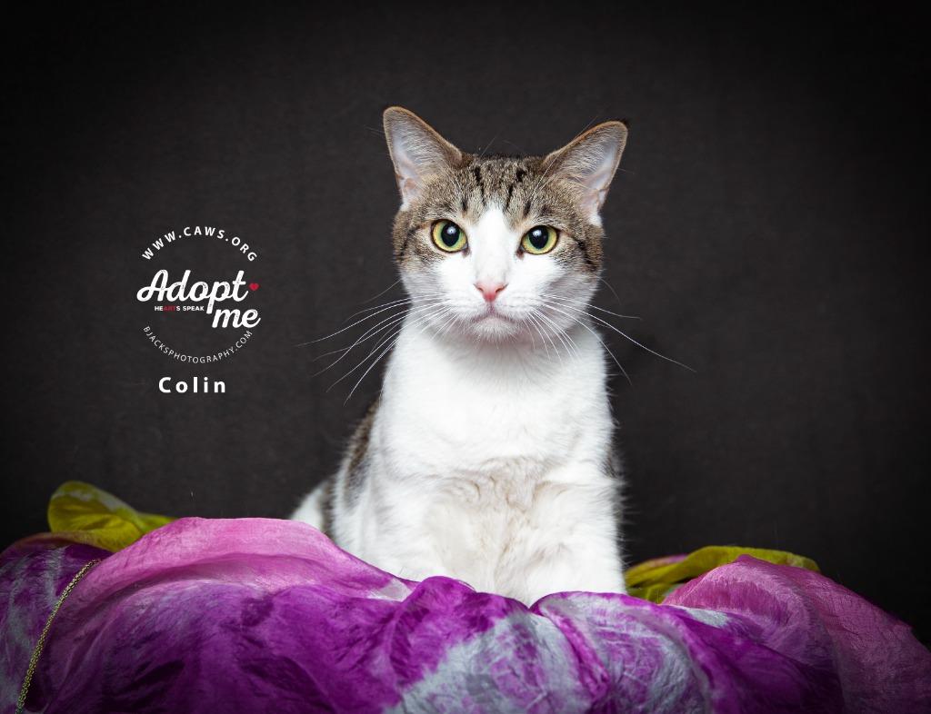 Enlarge Colin Furreal, a Adoptable mixed breed in Salt Lake City, UT image 1/2