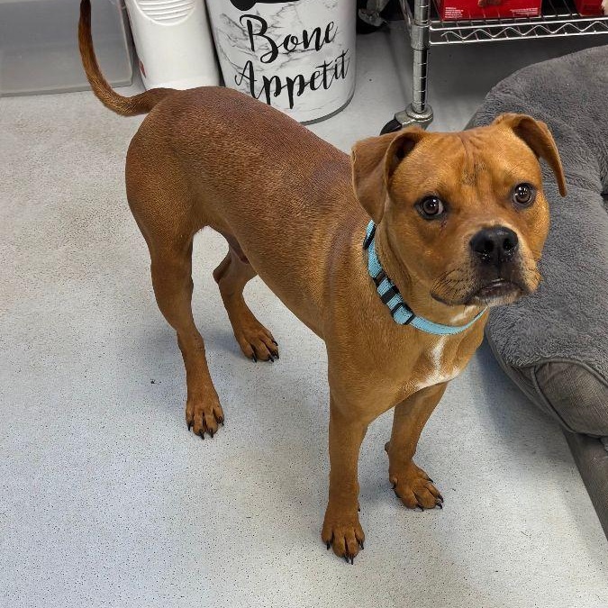Enlarge Q-Bert, a Adoptable mixed breed in Carneys Point, NJ image 4/5