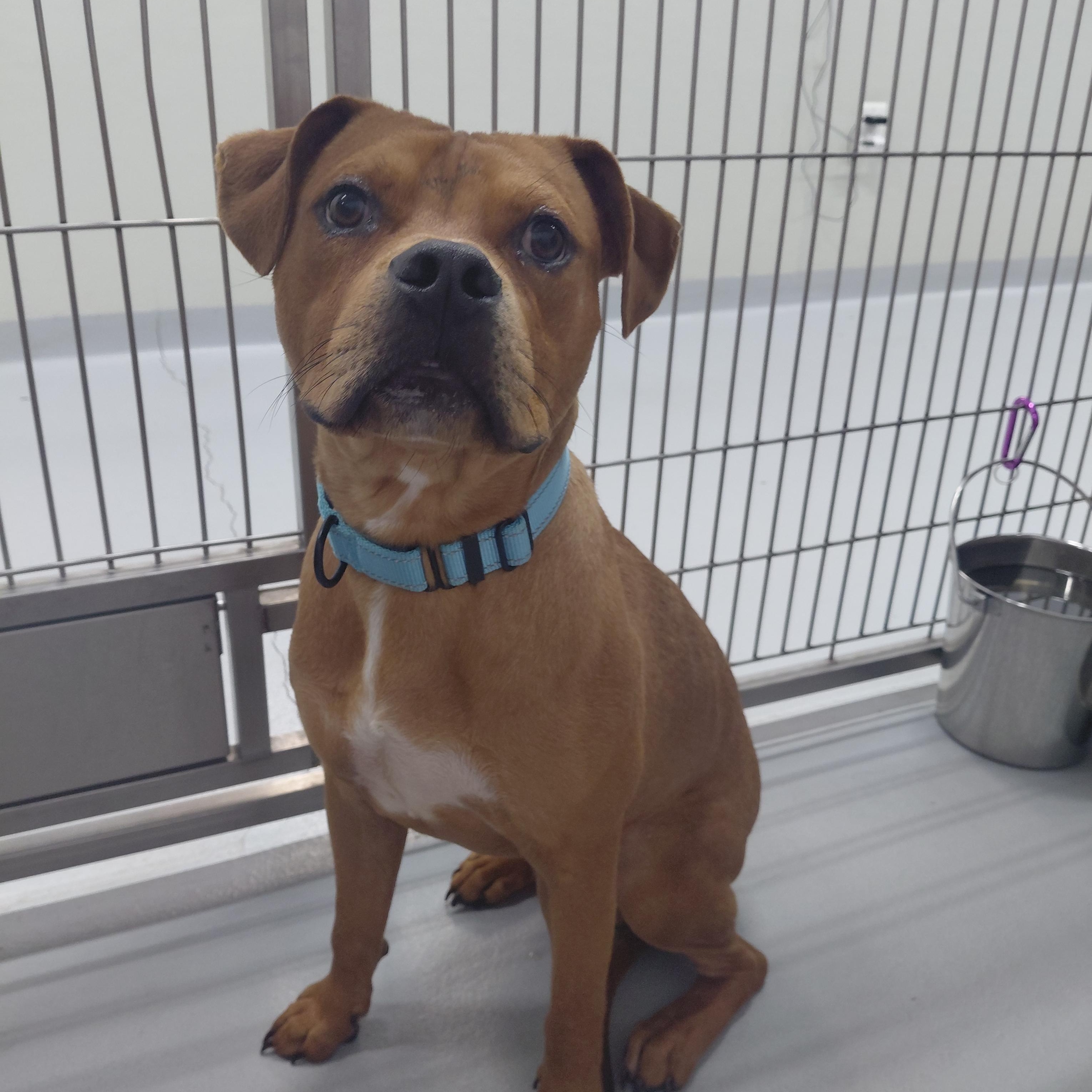Enlarge Q-Bert, a Adoptable mixed breed in Carneys Point, NJ image 1/5