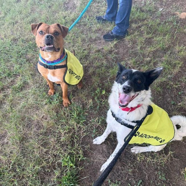 Enlarge Q-Bert, a Adoptable mixed breed in Carneys Point, NJ image 5/5