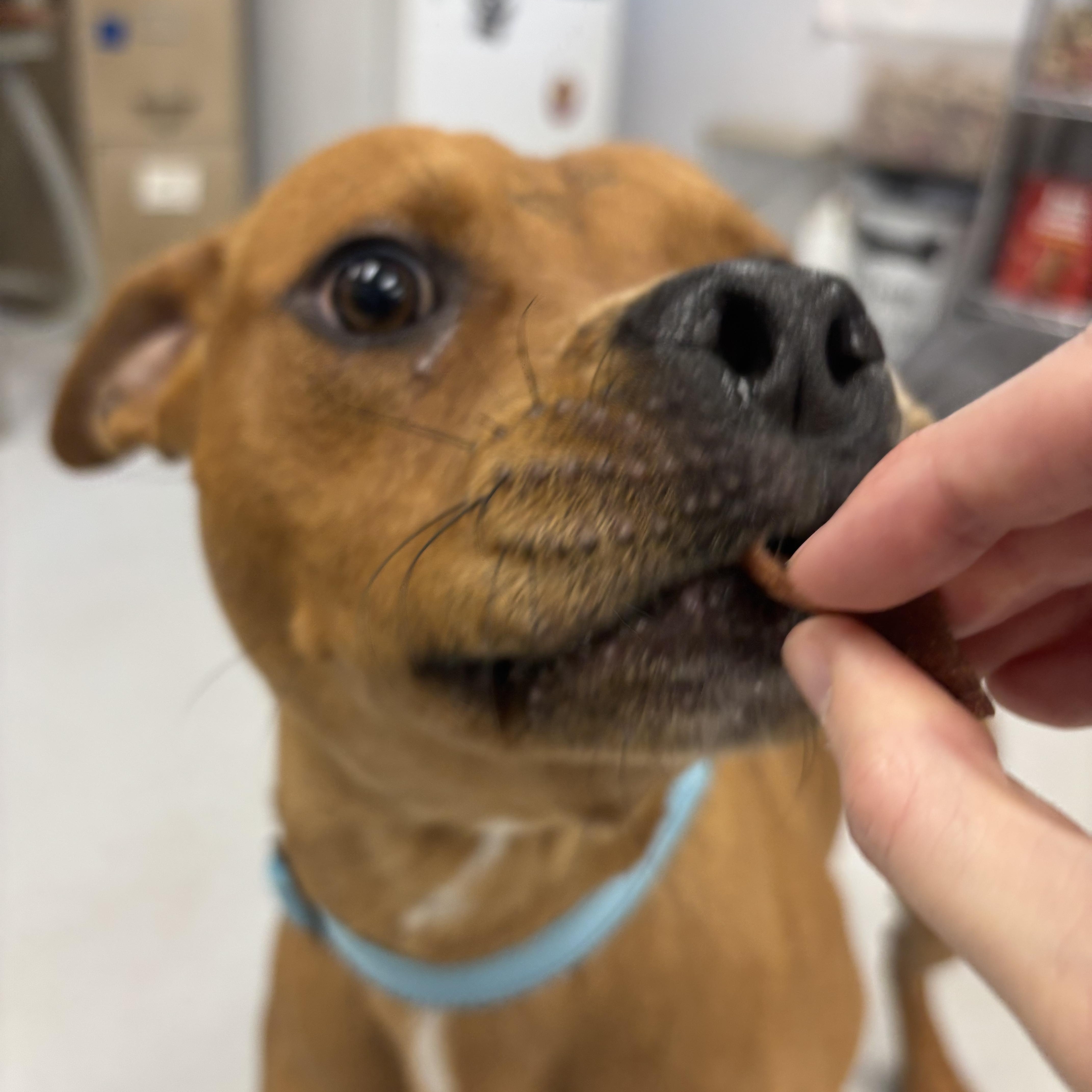Enlarge Q-Bert, a Adoptable mixed breed in Carneys Point, NJ image 3/5