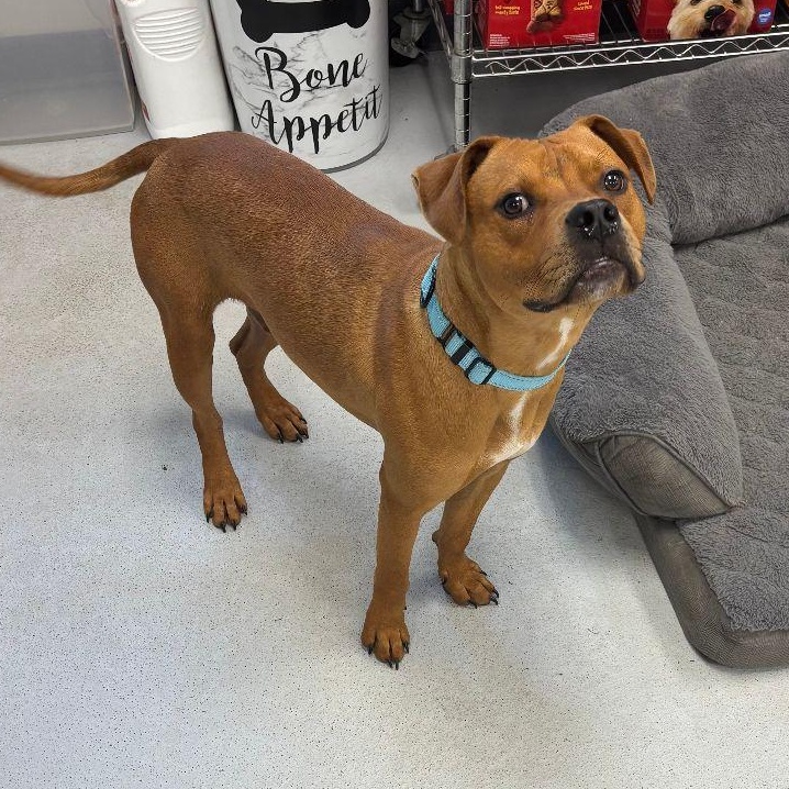 Enlarge Q-Bert, a Adoptable mixed breed in Carneys Point, NJ image 2/5