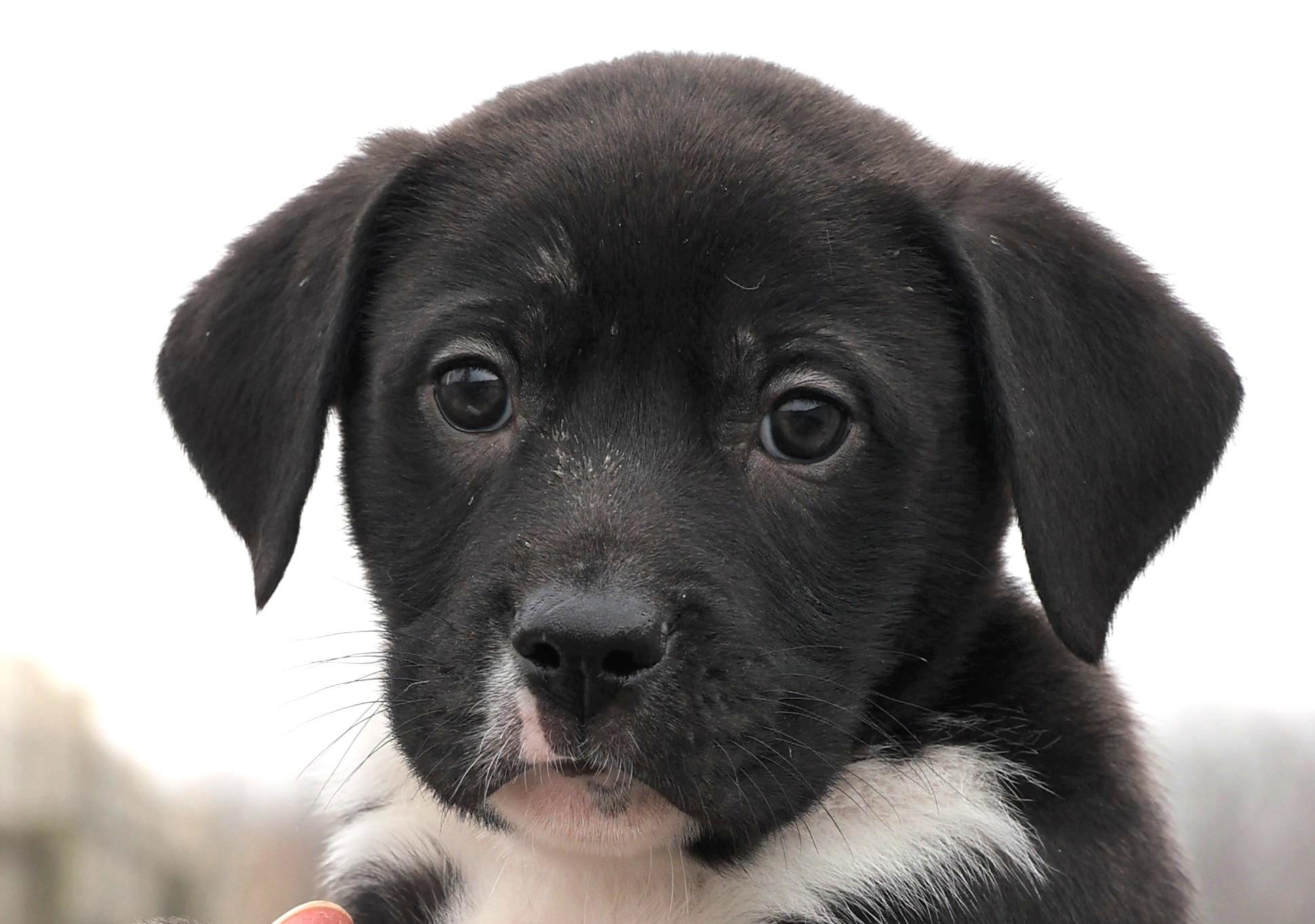 2026Melvin, an adopted mixed breed in Frederick, MD image 5/6