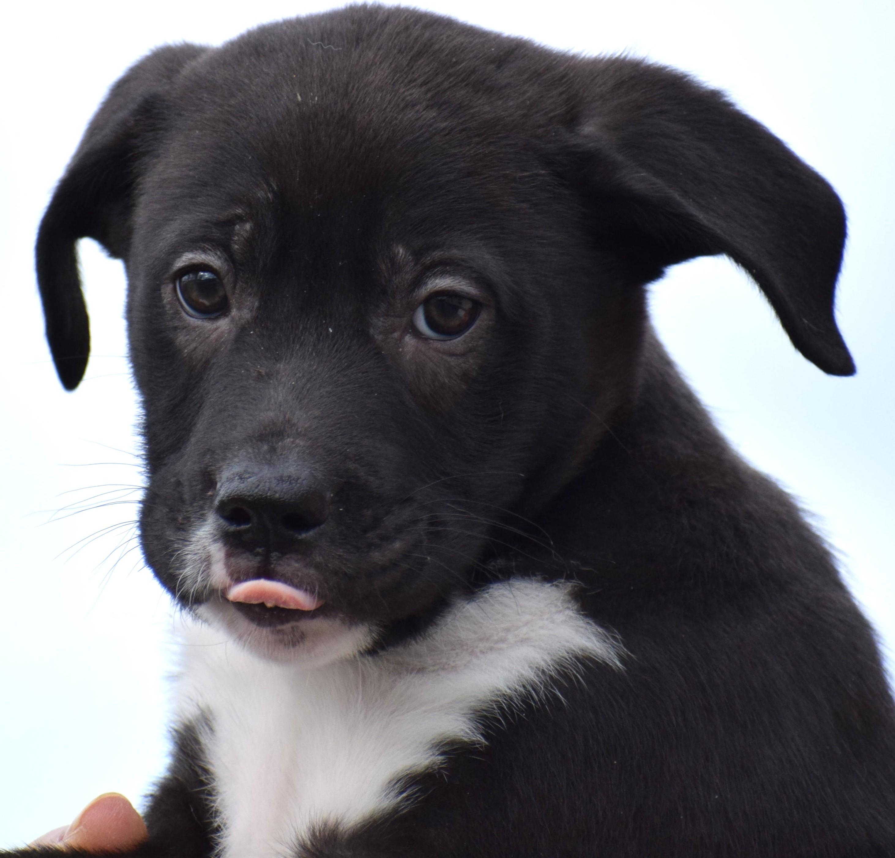 2026Melvin, an adopted mixed breed in Frederick, MD image 1/6