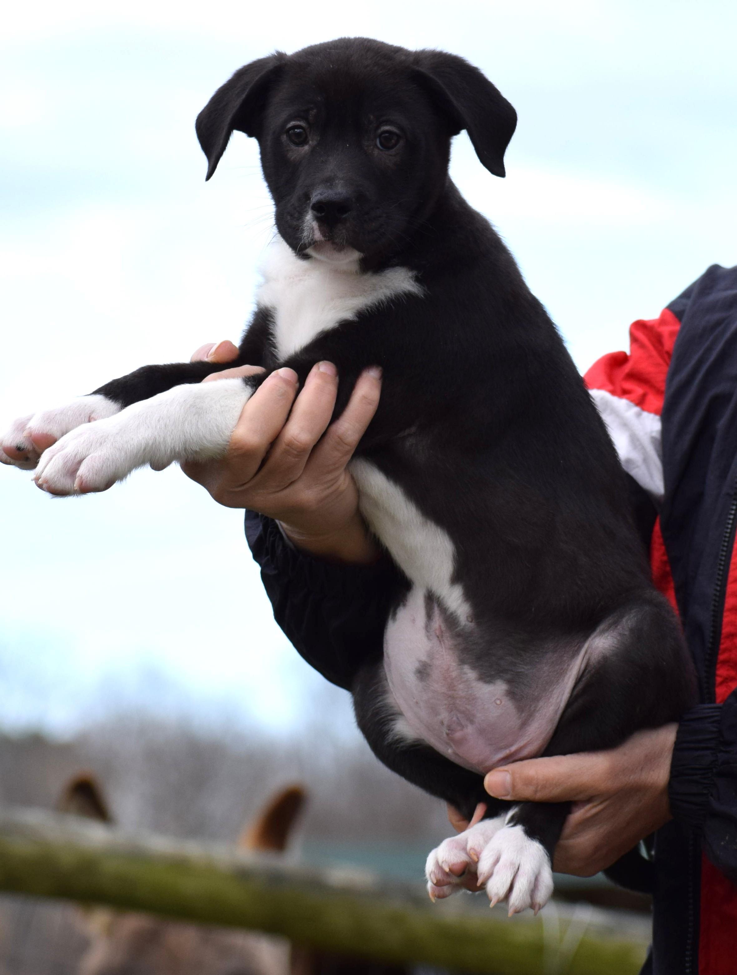 2026Melvin, an adopted mixed breed in Frederick, MD image 3/6