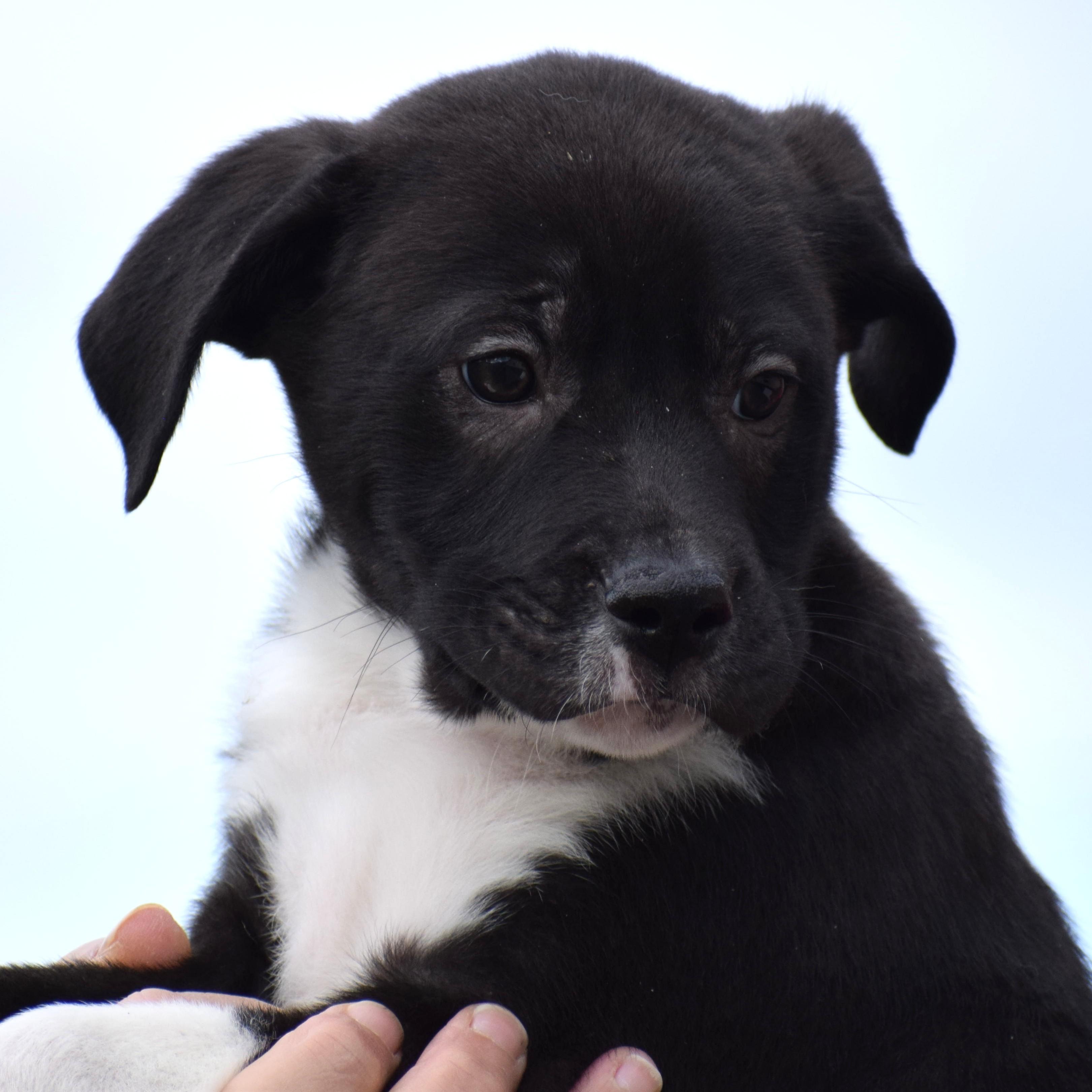 2026Melvin, an adopted mixed breed in Frederick, MD image 2/6