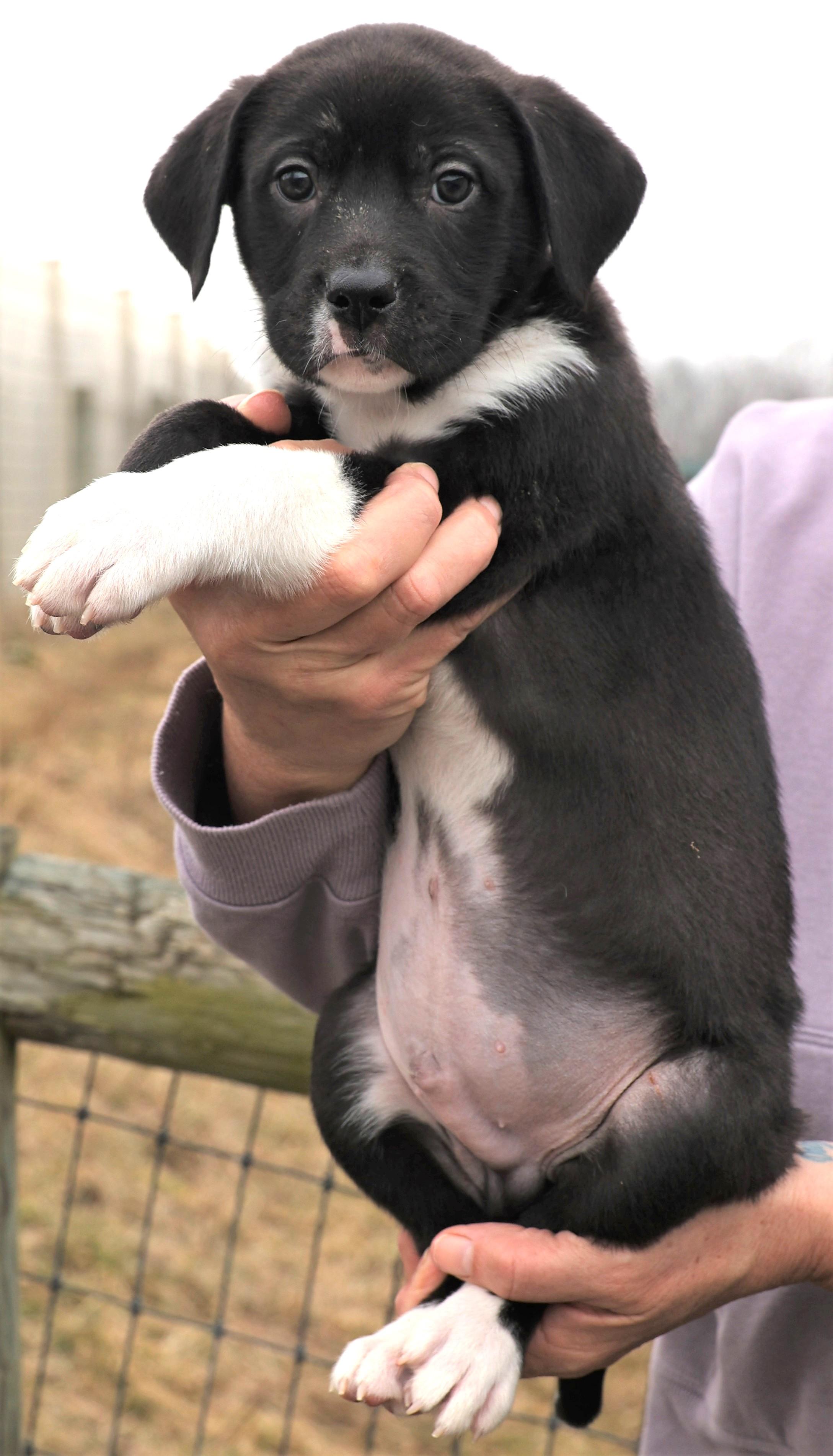 2026Melvin, an adopted mixed breed in Frederick, MD image 4/6