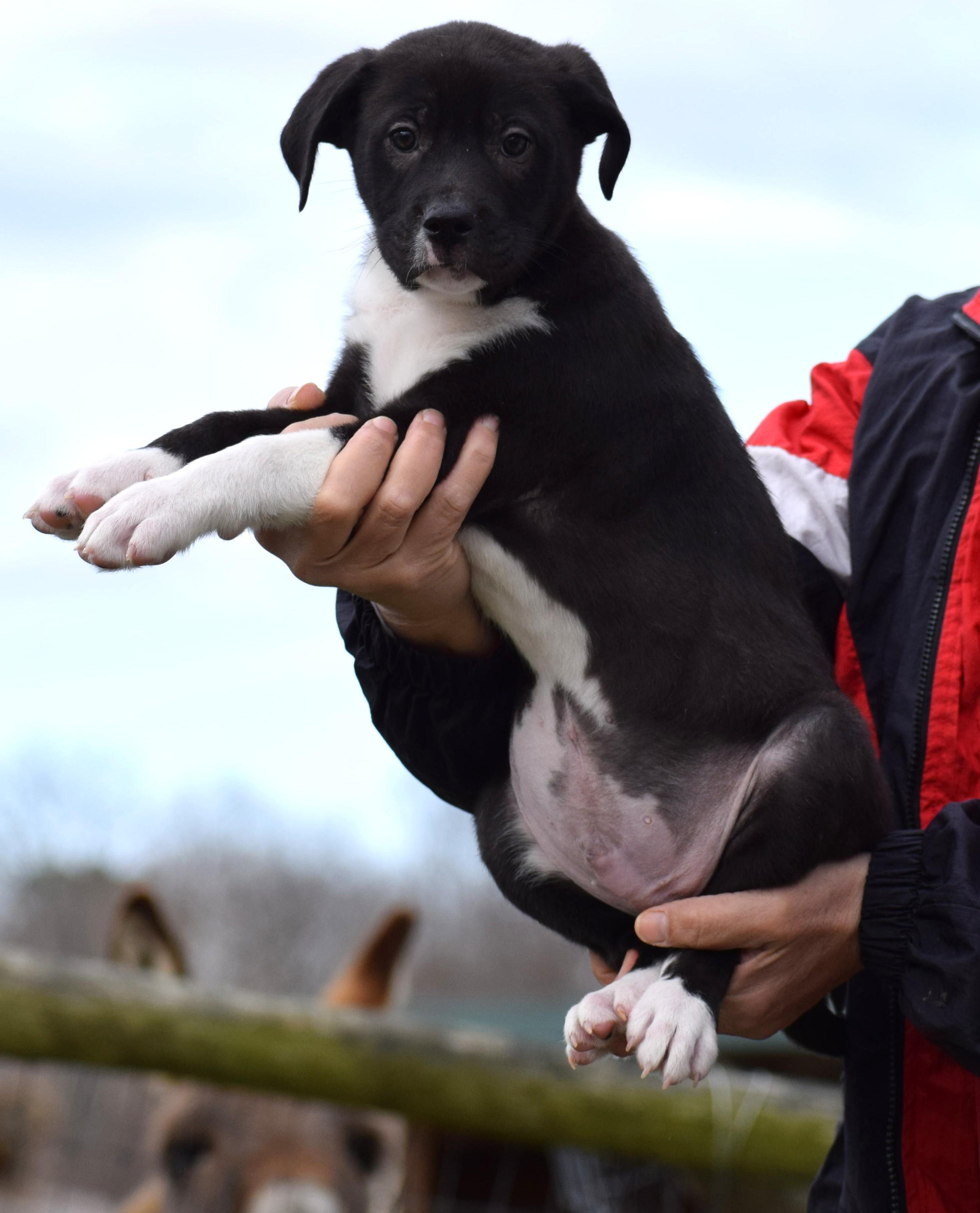 2026Melvin, an adopted mixed breed in Frederick, MD image 6/6