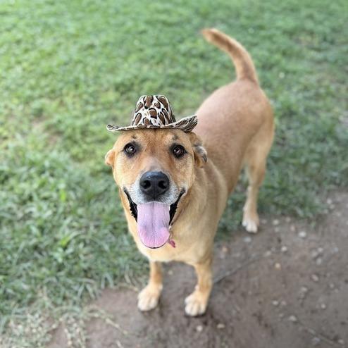 Terra, Adoptable, Adult Female Labrador Retriever & Mixed Breed.