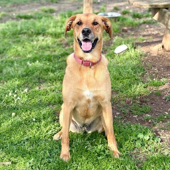 Enlarge Terra, a Adoptable mixed breed in Carencro, LA image 1/6