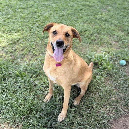 Enlarge Terra, a Adoptable mixed breed in Carencro, LA image 2/6