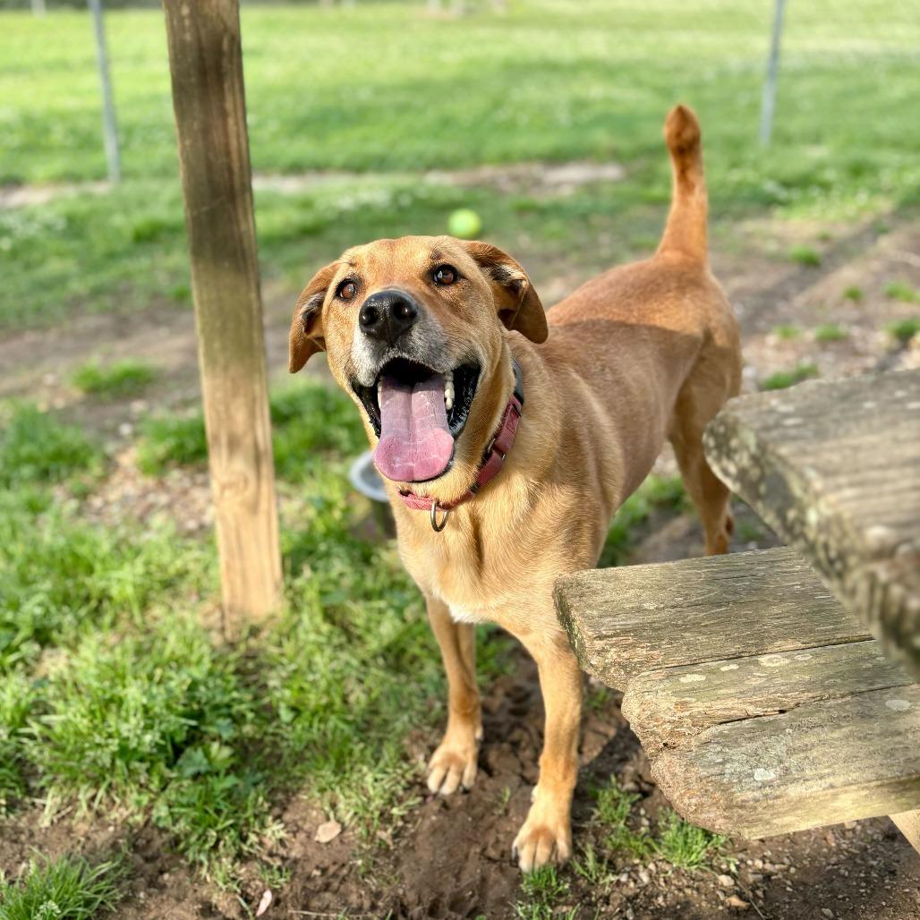 Enlarge Terra, a Adoptable mixed breed in Carencro, LA image 2/6