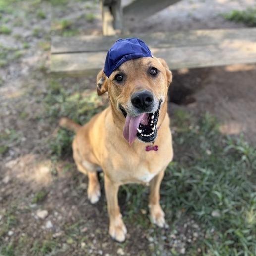 Enlarge Terra, a Adoptable mixed breed in Carencro, LA image 3/6