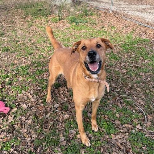 Enlarge Terra, a Adoptable mixed breed in Carencro, LA image 1/6