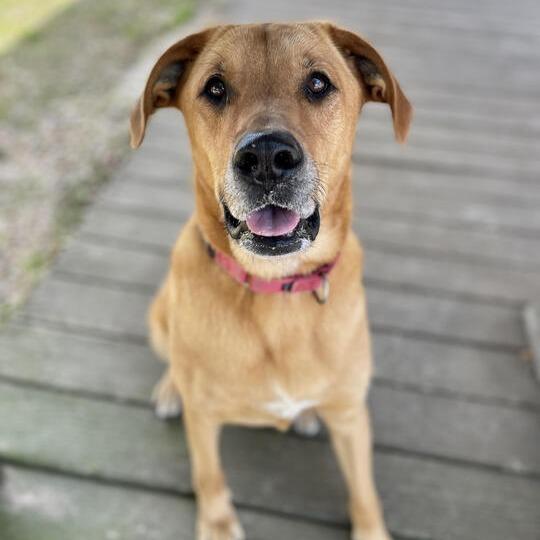 Enlarge Terra, a Adoptable mixed breed in Carencro, LA image 2/6