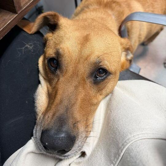 Enlarge Terra, a Adoptable mixed breed in Carencro, LA image 3/6