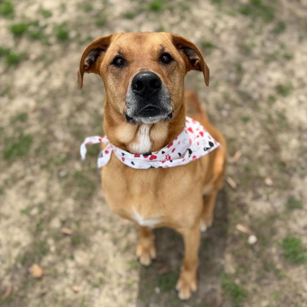 Enlarge Terra, a Adoptable mixed breed in Carencro, LA image 4/6