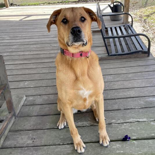 Enlarge Terra, a Adoptable mixed breed in Carencro, LA image 3/6