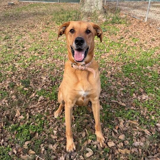 Enlarge Terra, a Adoptable mixed breed in Carencro, LA image 4/6