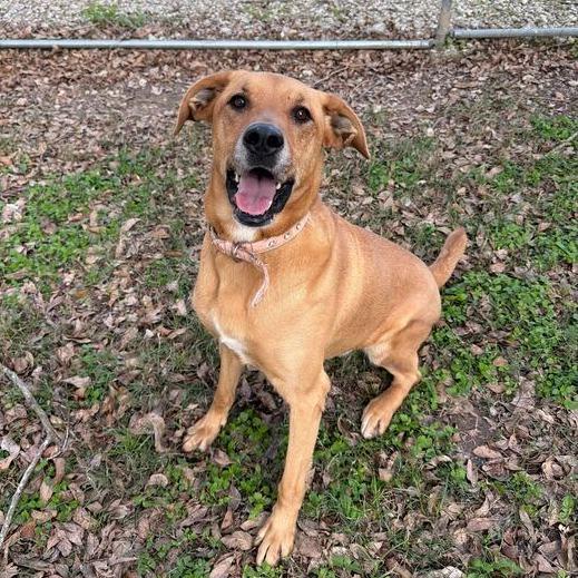 Enlarge Terra, a Adoptable mixed breed in Carencro, LA image 5/6