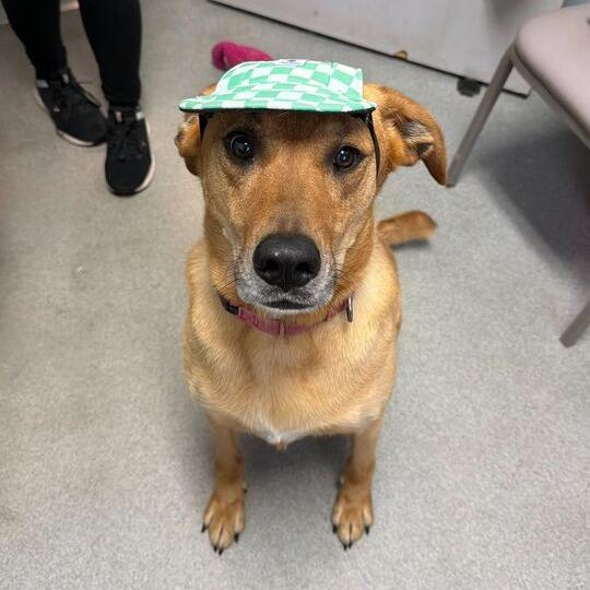 Enlarge Terra, a Adoptable mixed breed in Carencro, LA image 5/6