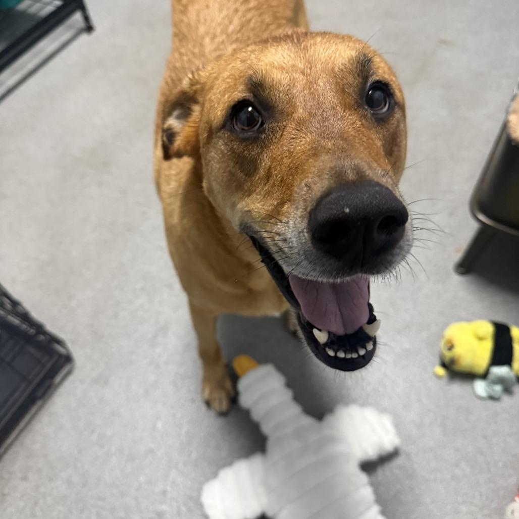 Enlarge Terra, a Adoptable mixed breed in Carencro, LA image 5/6