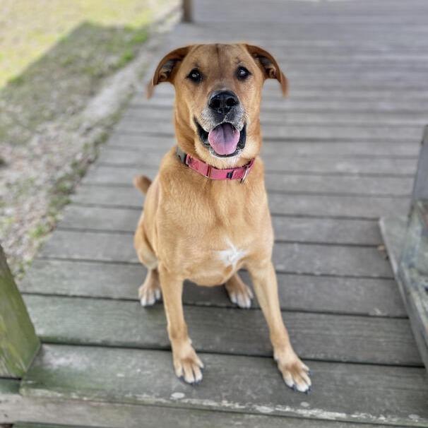 Enlarge Terra, a Adoptable mixed breed in Carencro, LA image 6/6