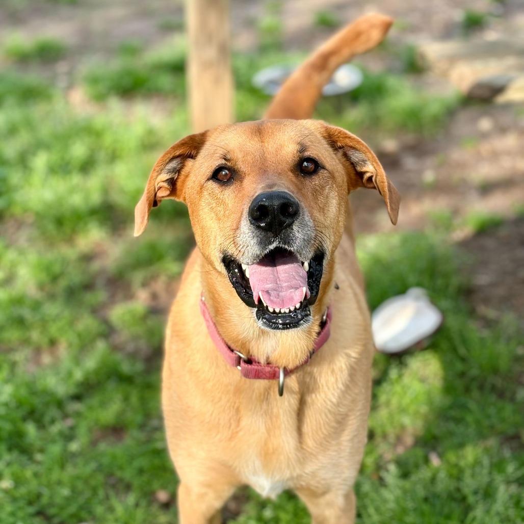 Enlarge Terra, a Adoptable mixed breed in Carencro, LA image 6/6