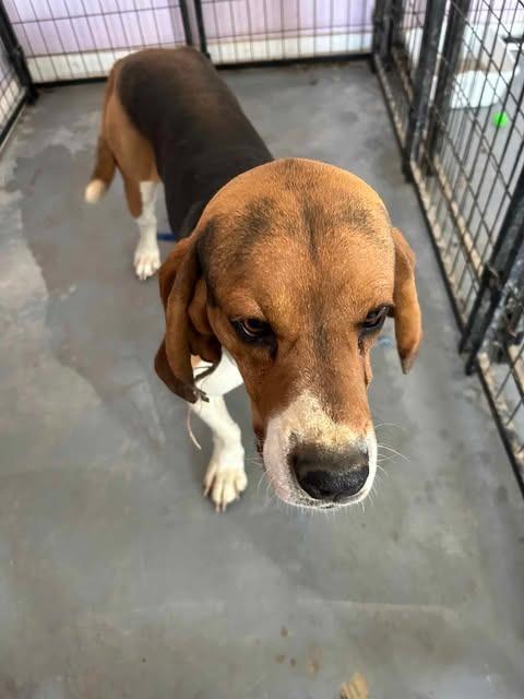 Copper, Adoptable, Adult Male Beagle.