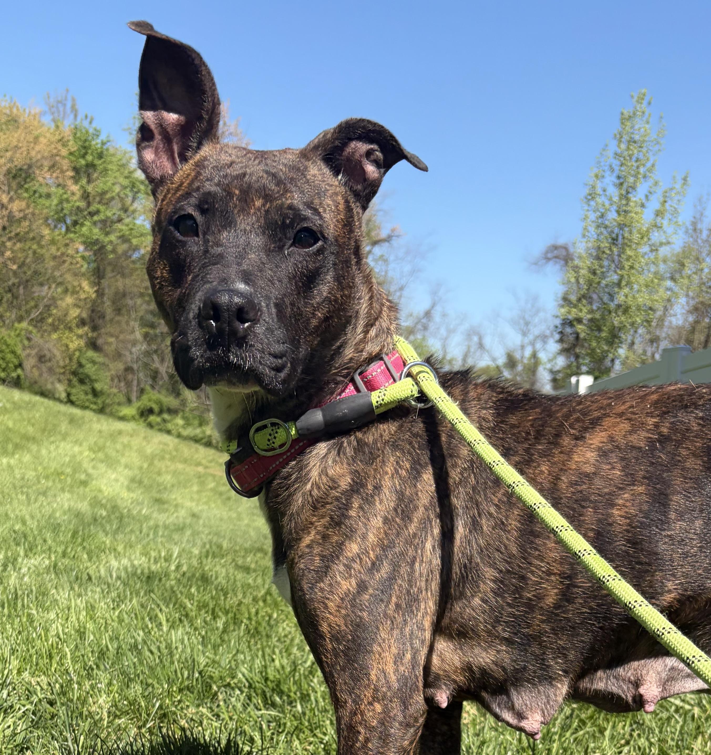 Enlarge June, a Adoptable Pit Bull Terrier in Felton, PA image 1/1