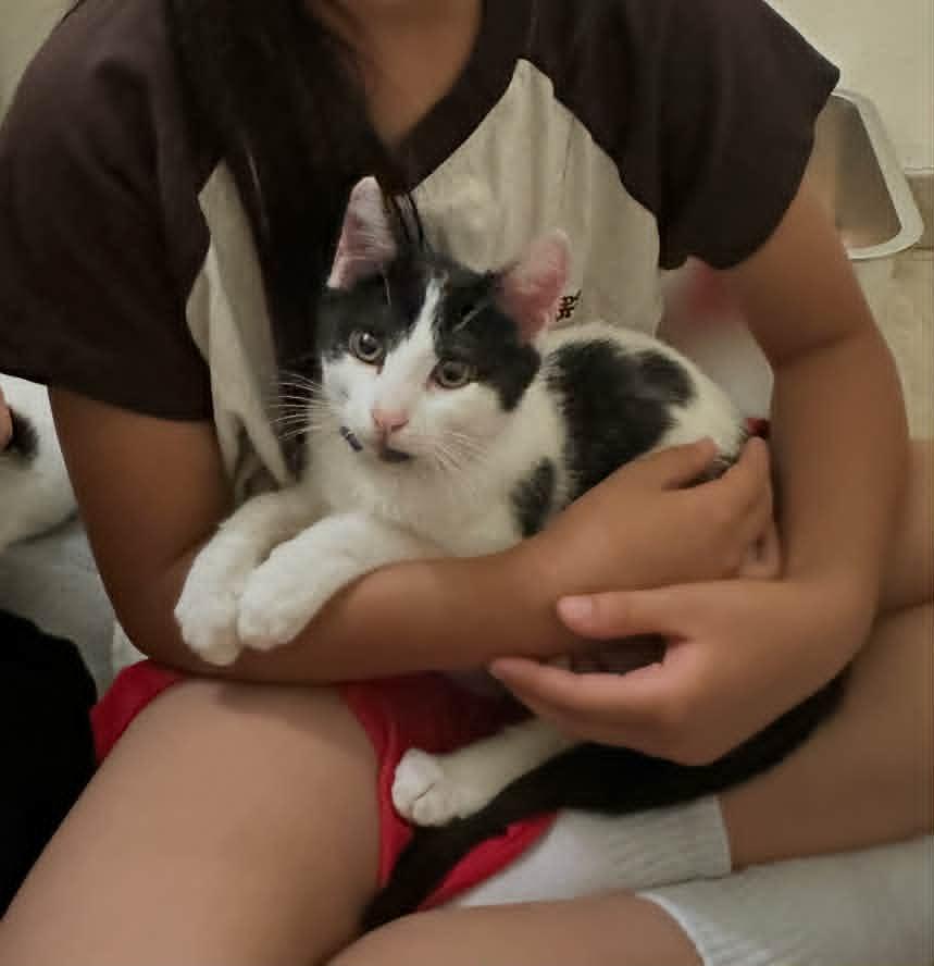Enlarge Maybelline, a Adoptable Domestic Short Hair in Santa Clara, CA image 1/1